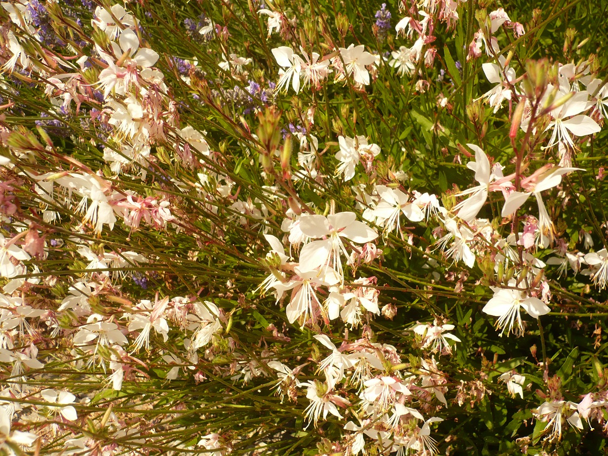Oenothera lindheimeri (Onagraceae)